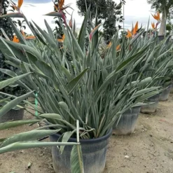 Strelitzia Reginae - Pot Ø 65 Cm [pallet] -Tuin Gloed Verkoop 1967575347
