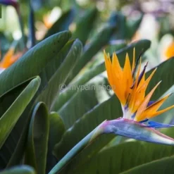 Strelitzia Reginae - Pot Ø 65 Cm [pallet] -Tuin Gloed Verkoop 1967575350