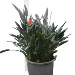 Strelitzia Reginae - Pot Ø 65 Cm [pallet] -Tuin Gloed Verkoop 1967575353