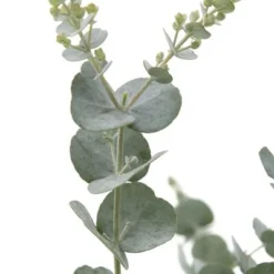 Eucalyptus Gunnii Azura - Totale Hoogte 40+ Cm - Pot 5 Ltr -Tuin Gloed Verkoop 1967847822