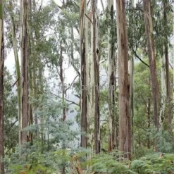 Eucalyptus Gunnii Azura - Totale Hoogte 40+ Cm - Pot 5 Ltr -Tuin Gloed Verkoop 1967847825