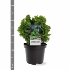 Chamaecyparis Obtusa Nana Gracilis - Totale Hoogte 30-35 Cm - Pot Ø 19 Cm - 3 Ltr -Tuin Gloed Verkoop 1969863078