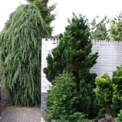 Chamaecyparis Obtusa Nana Gracilis - Totale Hoogte 30-35 Cm - Pot Ø 19 Cm - 3 Ltr -Tuin Gloed Verkoop 1969863087