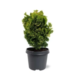 Chamaecyparis Obtusa Nana Aurea - Pot 5 Ltr