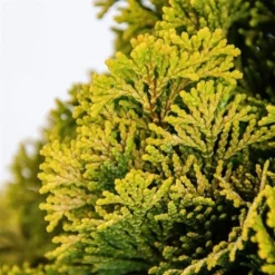 Chamaecyparis Obtusa Nana Aurea - Pot 5 Ltr -Tuin Gloed Verkoop 1969933392