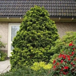 Chamaecyparis Obtusa Nana Aurea - Pot 5 Ltr -Tuin Gloed Verkoop 1969933398