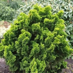 Chamaecyparis Obtusa Nana Aurea - Pot 5 Ltr -Tuin Gloed Verkoop 1969933401