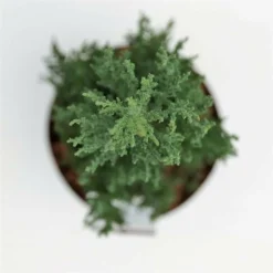 Juniperus Scopulorum Blue Arrow - Totale Hoogte 110-130 Cm - Pot Ø 23 Cm -Tuin Gloed Verkoop 1969935204