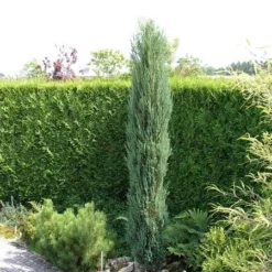 Juniperus Scopulorum Blue Arrow - Totale Hoogte 110-130 Cm - Pot Ø 23 Cm -Tuin Gloed Verkoop 1969935210