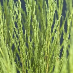 Juniperus Scopulorum Blue Arrow - Totale Hoogte 110-130 Cm - Pot Ø 23 Cm -Tuin Gloed Verkoop 1969935216