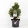 Pinus Heldreichii Compact Gem - Totale Hoogte 40-50 Cm - Pot 3 Ltr