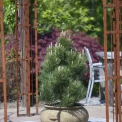 Pinus Heldreichii Compact Gem - Totale Hoogte 40-50 Cm - Pot 3 Ltr -Tuin Gloed Verkoop 1969996578