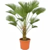 Trachycarpus Wagnerianus - Stam 30-40 Cm - Totale Hoogte 110-130 Cm - Pot Ø 30 Cm