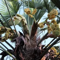 Trachycarpus Wagnerianus - Stam 30-40 Cm - Totale Hoogte 110-130 Cm - Pot Ø 30 Cm -Tuin Gloed Verkoop 1971101790