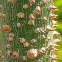 Ceiba Speciosa - Pot Ø 28 Cm [pallet] -Tuin Gloed Verkoop 1971266718