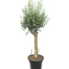 Olea Europaea - Wild Form - Stamomtrek 20-30 Cm - Pot Ø 45 Cm [pallet]