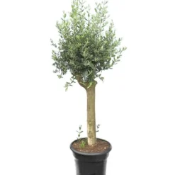 Olea Europaea - Wild Form - Stamomtrek 20-30 Cm - Pot Ø 45 Cm [pallet]