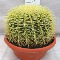 Echinocactus Grusonii - Pot Ø 25 Cm -Tuin Gloed Verkoop 1972124076