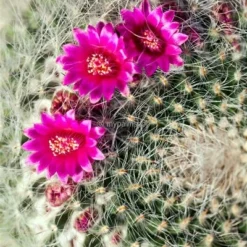 Echinocactus Grusonii - Pot Ø 25 Cm -Tuin Gloed Verkoop 1972124079