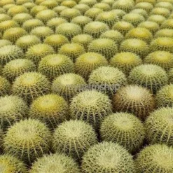 Echinocactus Grusonii - Pot Ø 25 Cm -Tuin Gloed Verkoop 1972124085