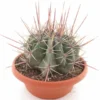 Ferocactus Coloratus Ssp. Rectispinus - Pot Ø 28 Cm