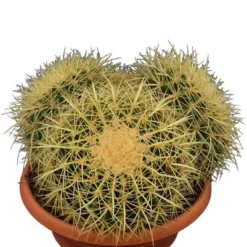 Echinocactus Grusonii Multihead Pot Ø 28 Cm