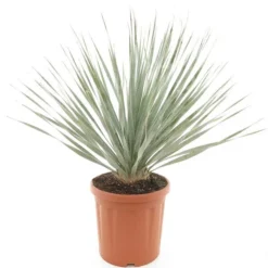 Dasylirion Wheeleri - Pot Ø 33 Cm