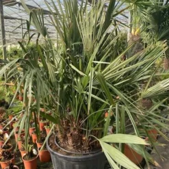 Rhapidophyllum Hystrix - Pot Ø 80 Cm [pallet] -Tuin Gloed Verkoop 1972511520