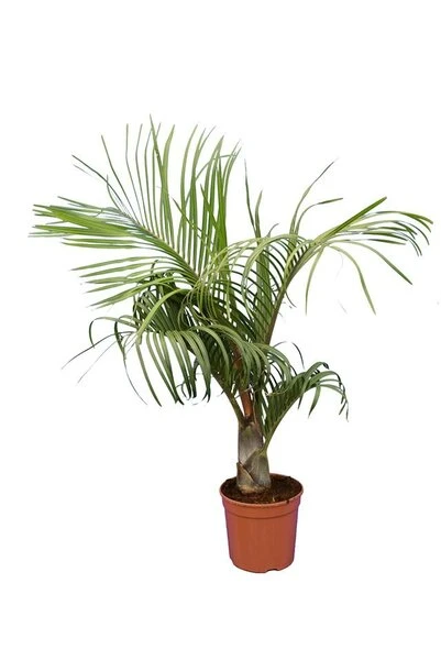 Dypsis Decaryi - Totale Hoogte 90-110 Cm - Pot Ø 20 Cm 1 Dypsis Decaryi - Totale Hoogte 90-110 Cm - Pot Ø 20 Cm