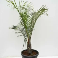 Dypsis Decaryi - Totale Hoogte 90-110 Cm - Pot Ø 20 Cm 6 Dypsis Decaryi - Totale Hoogte 90-110 Cm - Pot Ø 20 Cm -Tuin Gloed Verkoop 1974172440