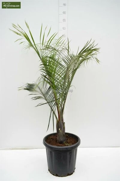 Dypsis Decaryi - Totale Hoogte 90-110 Cm - Pot Ø 20 Cm 3 Dypsis Decaryi - Totale Hoogte 90-110 Cm - Pot Ø 20 Cm - Afbeelding 3