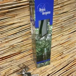 Dypsis Decaryi - Totale Hoogte 90-110 Cm - Pot Ø 20 Cm 7 Dypsis Decaryi - Totale Hoogte 90-110 Cm - Pot Ø 20 Cm -Tuin Gloed Verkoop 1974172443