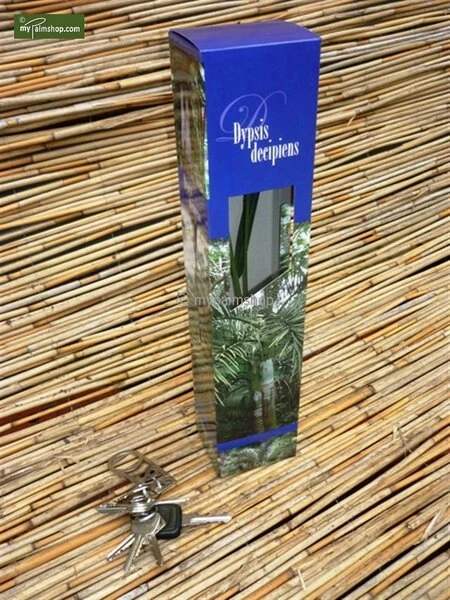 Dypsis Decaryi - Totale Hoogte 90-110 Cm - Pot Ø 20 Cm 4 Dypsis Decaryi - Totale Hoogte 90-110 Cm - Pot Ø 20 Cm - Afbeelding 4