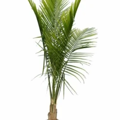 Ravenea Rivularis - Totale Hoogte 200+ Cm - Pot Ø 40 Cm [pallet]