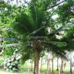 Ravenea Rivularis - Totale Hoogte 200+ Cm - Pot Ø 40 Cm [pallet] -Tuin Gloed Verkoop 1974179184