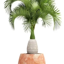 Hyophorbe Lagenicaulis - Pot Ø 50 Cm [pallet] -Tuin Gloed Verkoop 1974488685