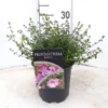 Prostanthera Rotundifolia Rosette - Pot Ø 17 Cm