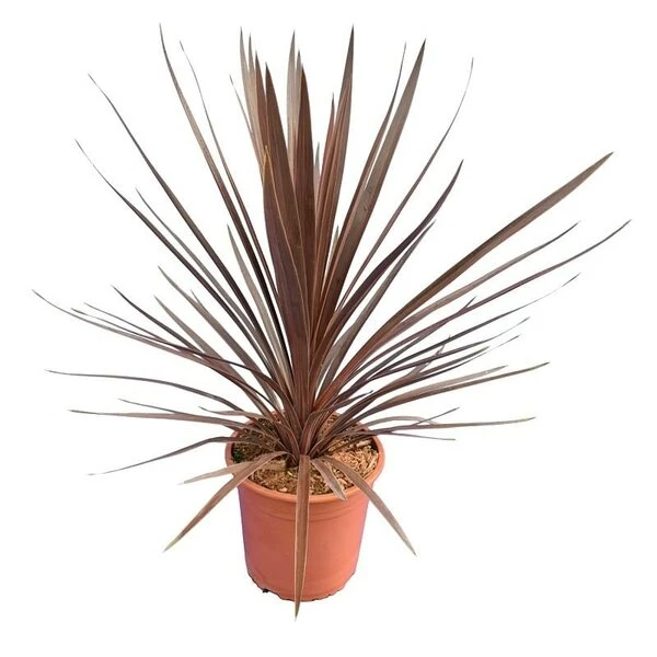 Cordyline Australis Red Star - Totale Hoogte 60-80 Cm - Pot Ø 22 Cm 1 Cordyline Australis Red Star - Totale Hoogte 60-80 Cm - Pot Ø 22 Cm