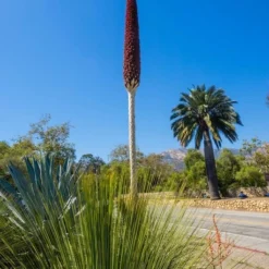 Dasylirion Longissimum - Totale Hoogte 80-100 Cm - Pot Ø 27 Cm -Tuin Gloed Verkoop 1976087733