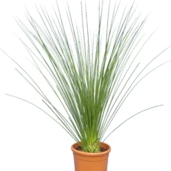 Dasylirion Longissimum - Totale Hoogte 80-100 Cm - Pot Ø 32 Cm