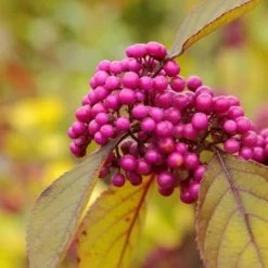 Callicarpa Bodinieri Profusion - Totale Hoogte 50+ Cm - Pot Ø 21 Cm
