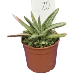 Gasteria Little Warty - Pot Ø 19 Cm