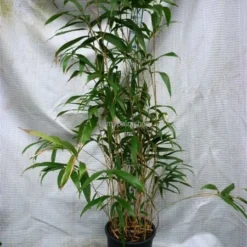 Pseudosasa Japonica - Pot 10 Ltr -Tuin Gloed Verkoop 1976226594