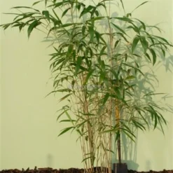 Pseudosasa Japonica - Pot 15 Ltr [pallet] -Tuin Gloed Verkoop 1976229165