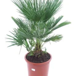 Chamaerops Humilis - Stam 10-20 Cm - Totale Hoogte 100-120 Cm - Pot Ø 32 Cm