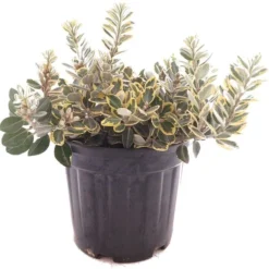Tuin Gloed Verkoop 9 Metrosideros Excelsa Variegata - Pot Ø 22 Cm