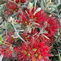 Tuin Gloed Verkoop -Tuin Gloed Verkoop 1977765528