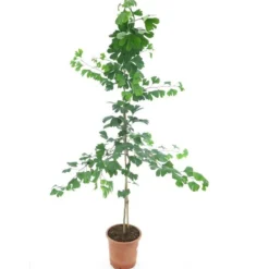 Ginkgo Biloba 10 Ltr [pallet]