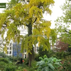 Ginkgo Biloba 10 Ltr [pallet] -Tuin Gloed Verkoop 1978142943