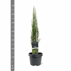 Juniperus Scopulorum Blue Arrow - Pot 3 Ltr -Tuin Gloed Verkoop 1979078499